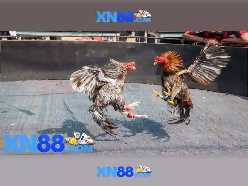 xn88 - Nền tảng cược trực tuyến: Tổng quan và đánh giá